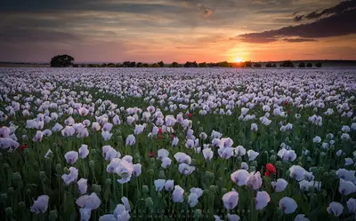 Farmacia Martinez Canseco (tobarra)